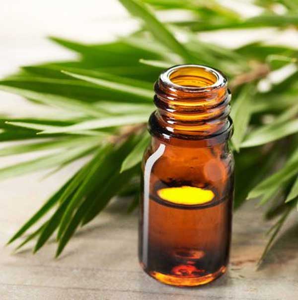 bottle of tea tree oil with plant leaves