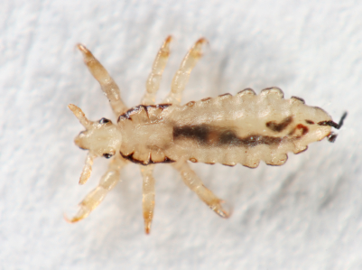 tea-tree-oil-head-lice-magnified-view